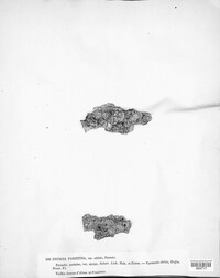 Xanthoria parietina image